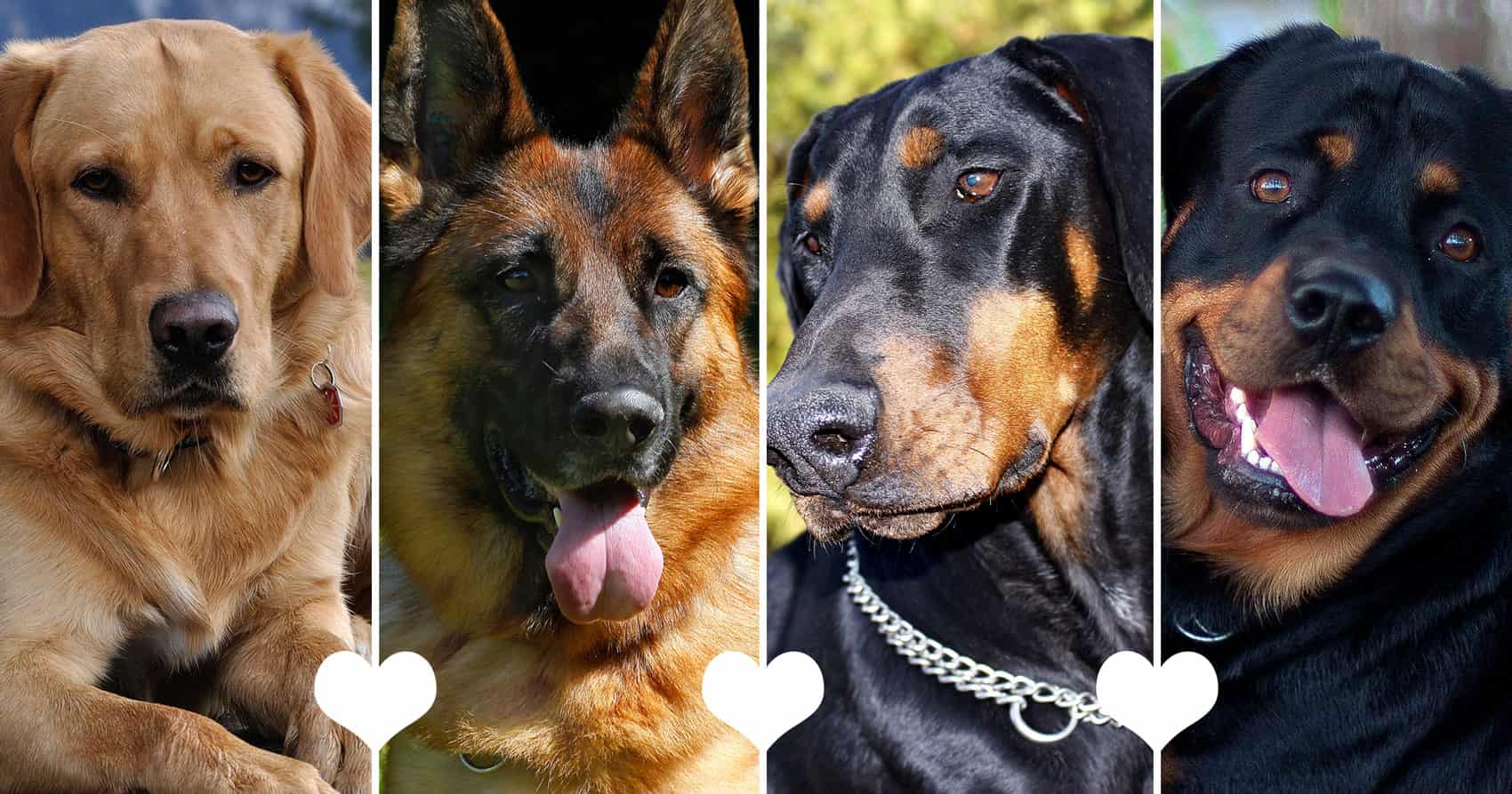 Tendencias en razas de perros grandes en Chile: salud, genética y mejores prácticas de criadores